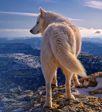 세계 최초의 북극 늑대